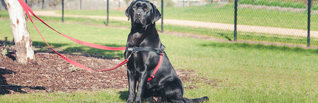 
A black dog stand with balance harness - From A Dog's View