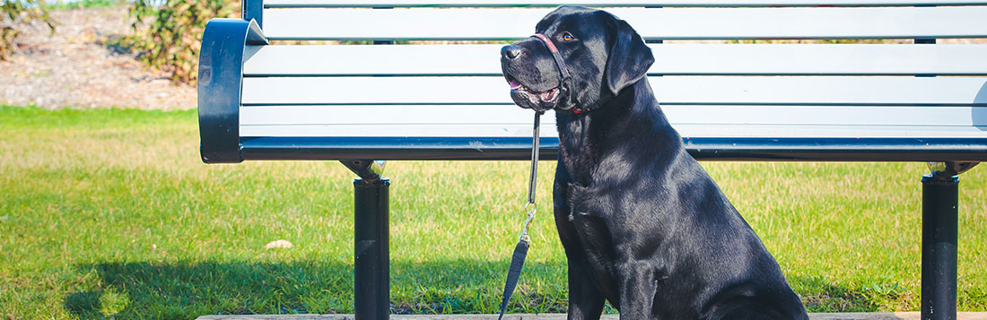 
A black dog with a Head Halter - From A Dog's View