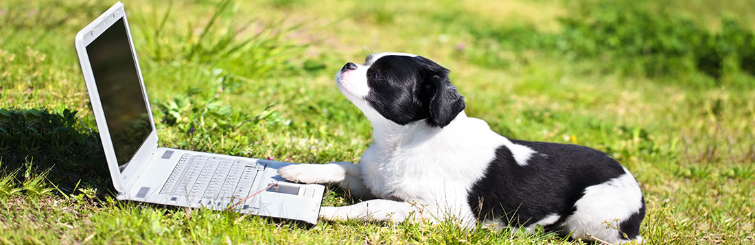 A dog with a laptop - Dog Virtual Classes - From A Dog's View