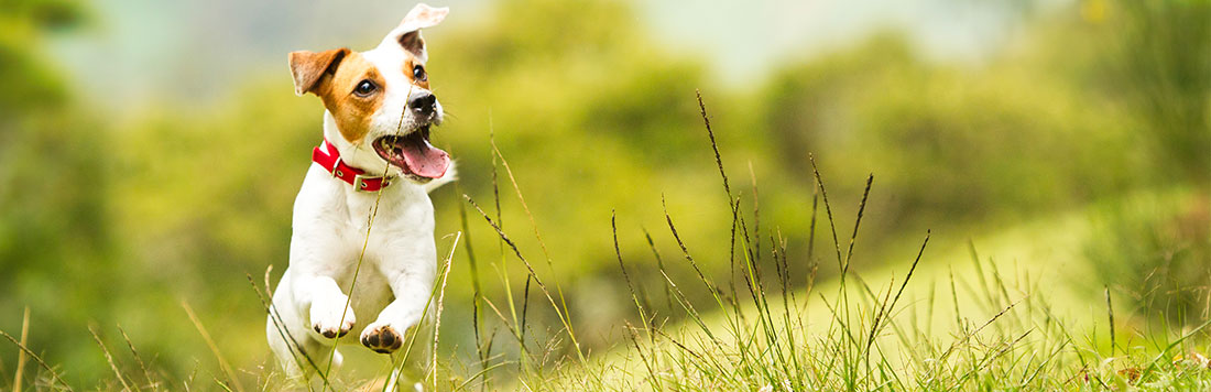 A puppy running - From A Dog's View Dog Training