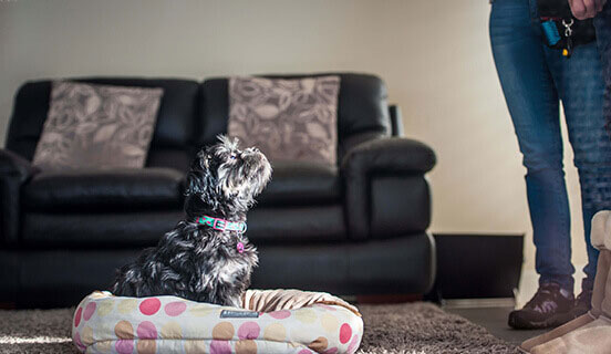 A Puppy's Perspective