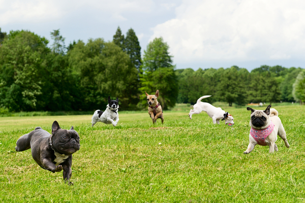 Dog Park Etiquette