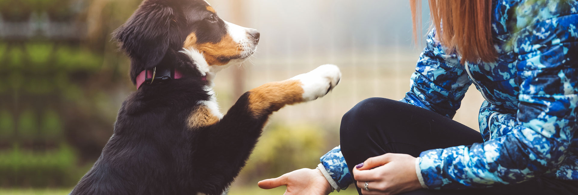 Supporting Owners - Assisting Dogs - From A Dog's View Training