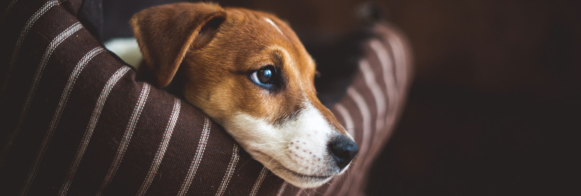 Supporting Owners - Assisting Dogs - From A Dog's View Training