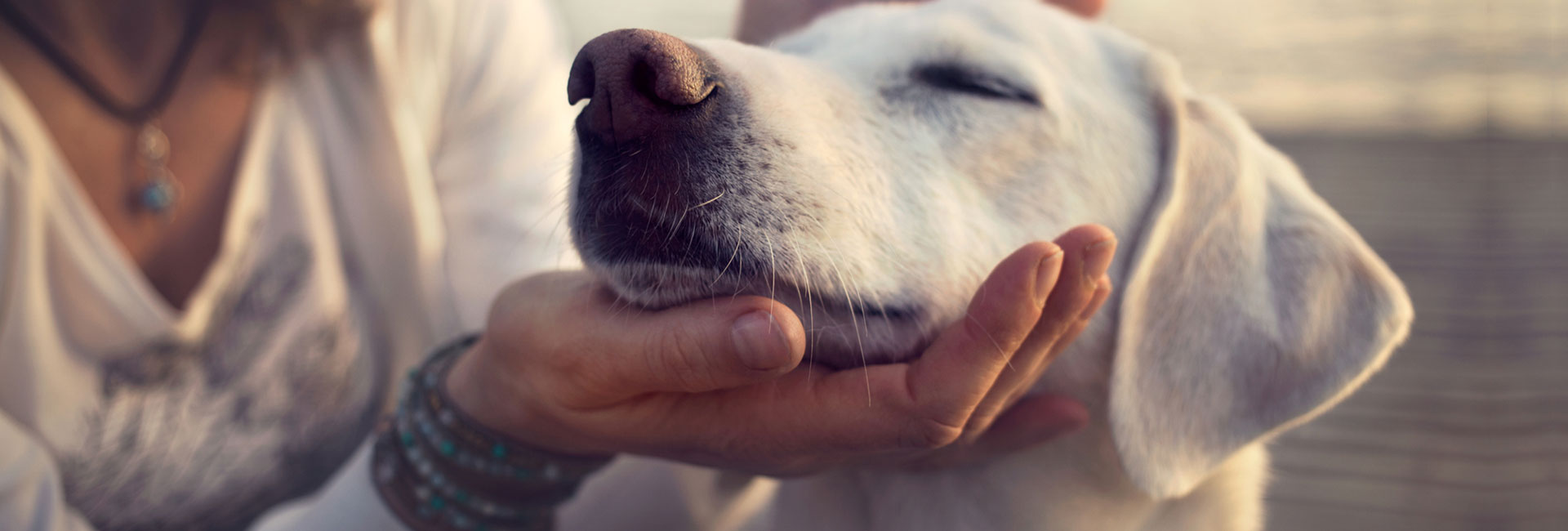 Supporting Owners - Assisting Dogs - From A Dog's View Training