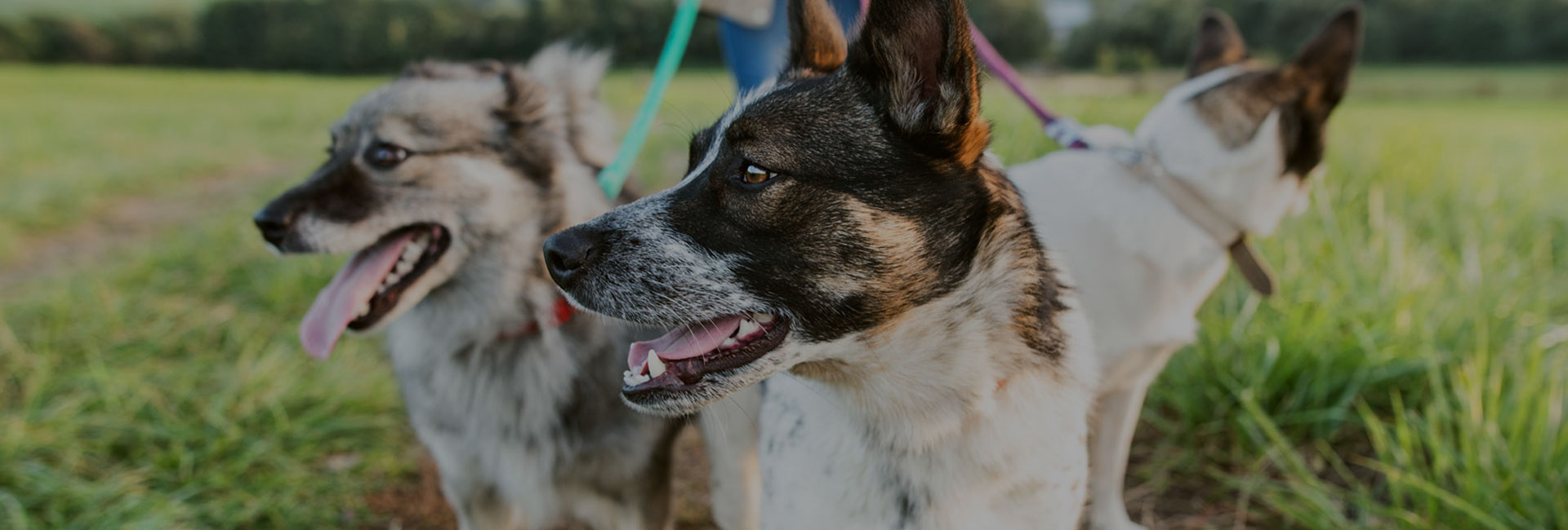 Supporting Owners - Assisting Dogs - From A Dog's View Training