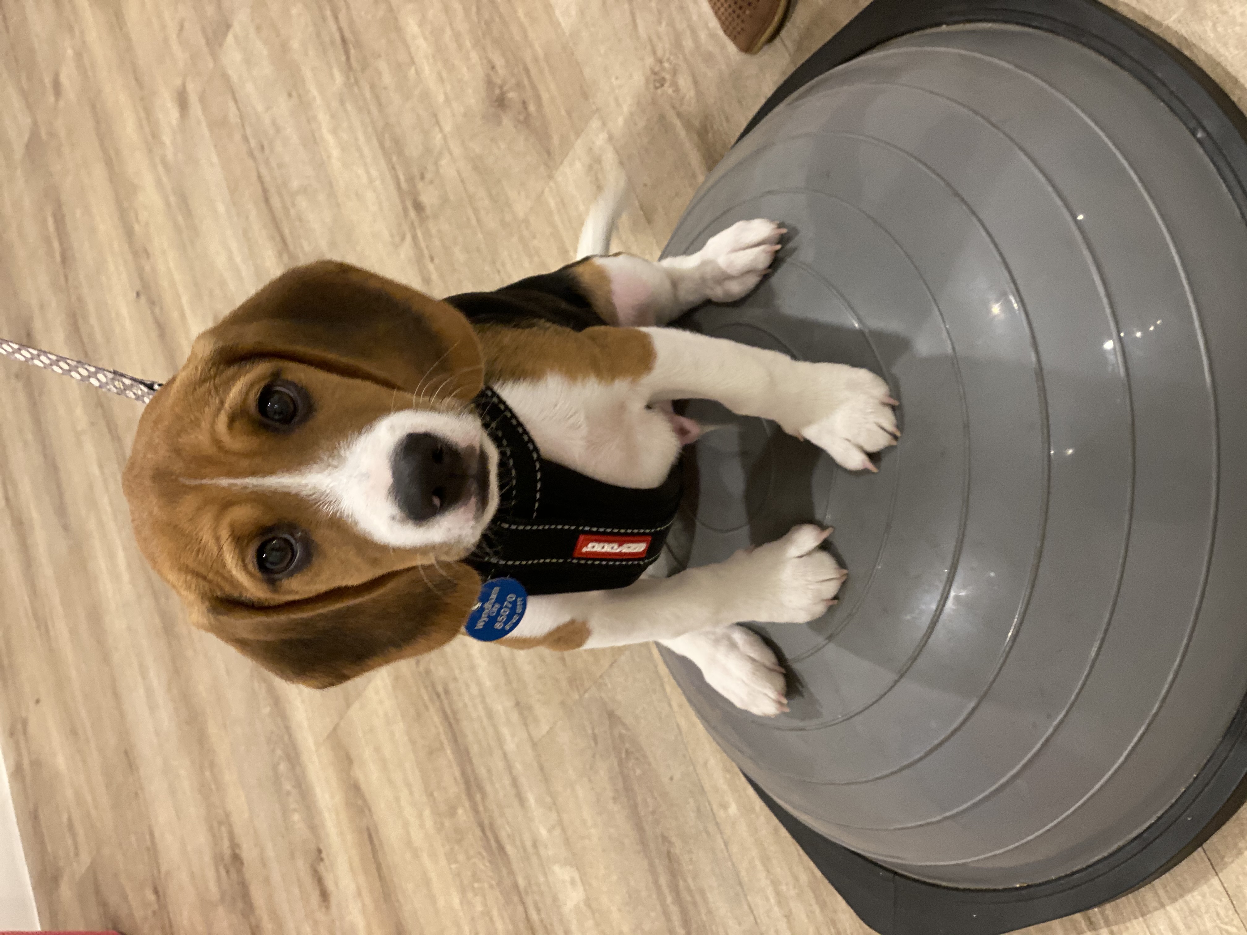 Puppy Training Classes - From A Dog's View