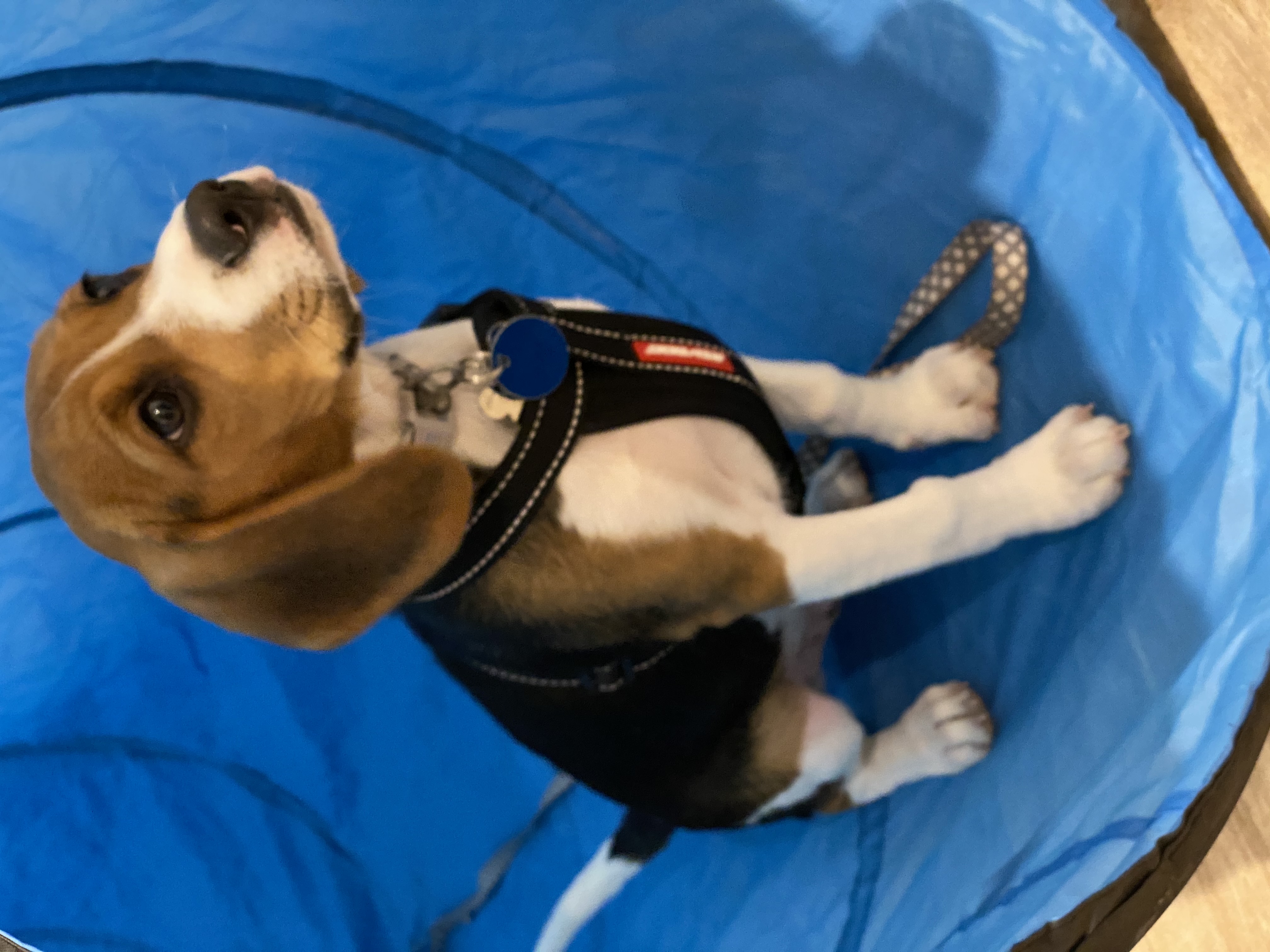 Puppy Training Classes - From A Dog's View