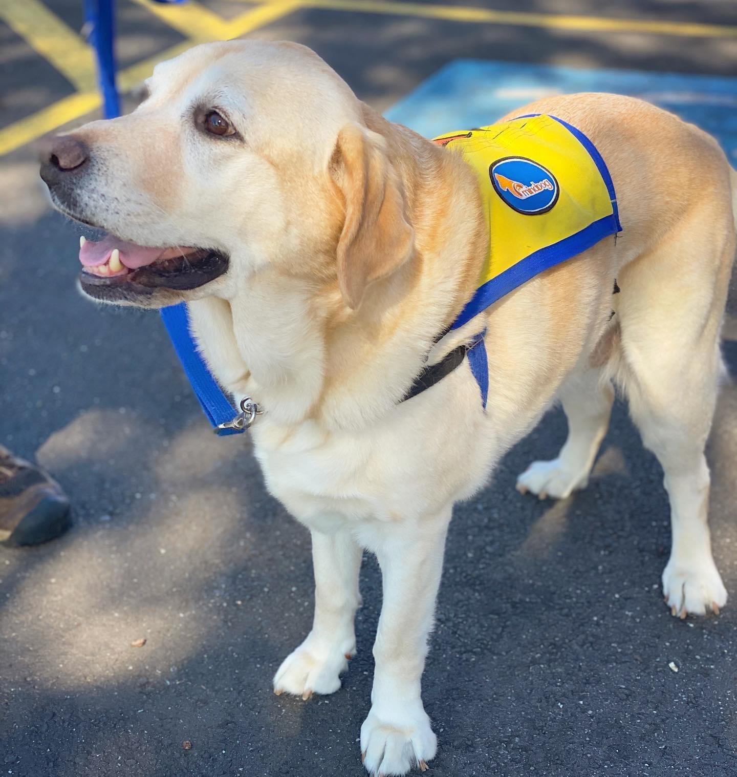 Psychiatric Assistance Dog Training - From A Dog's View