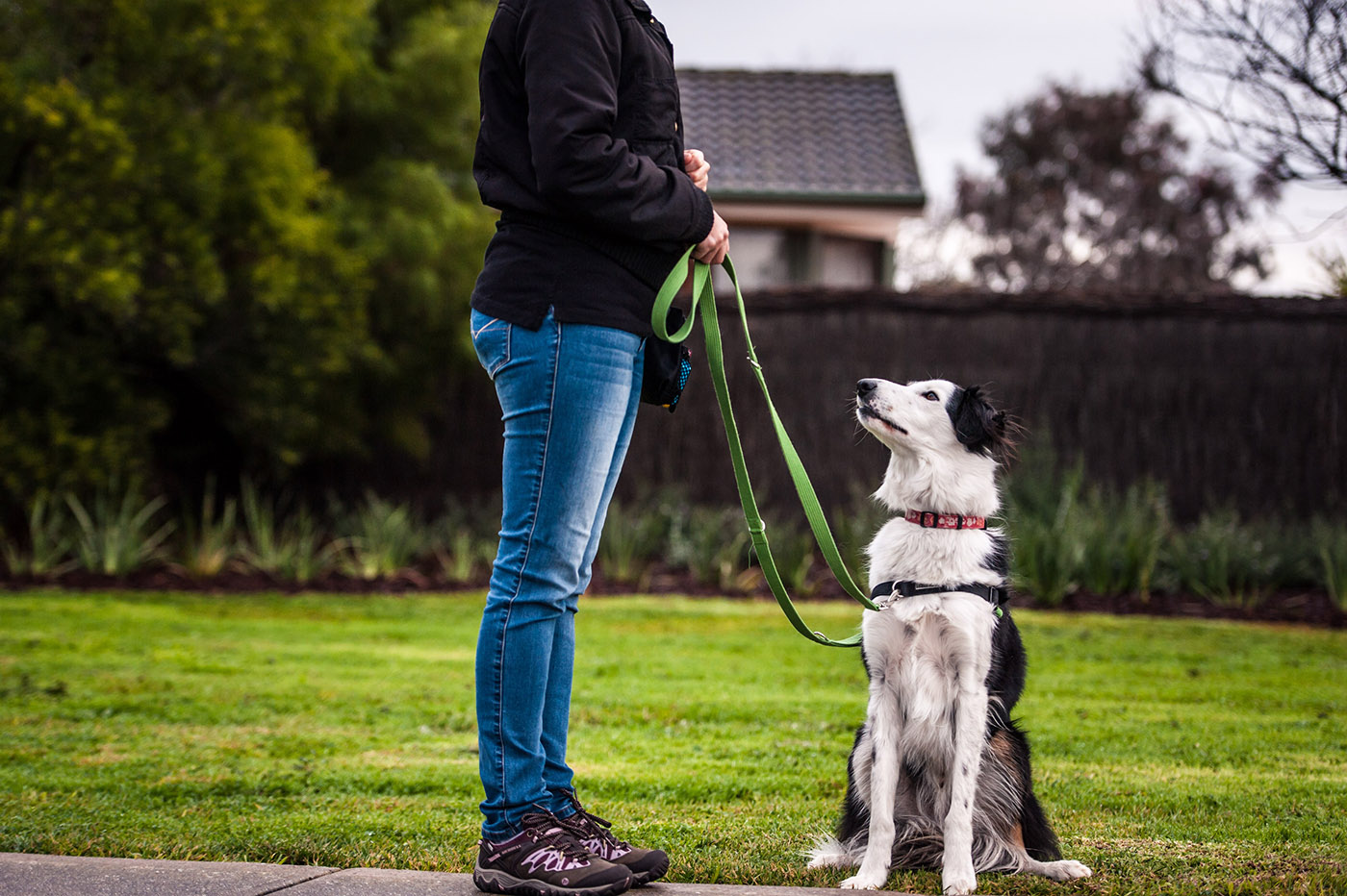  Dog training on looking away and focus - From A Dog's View