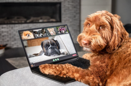 Online Dog Training - From A Dog's View