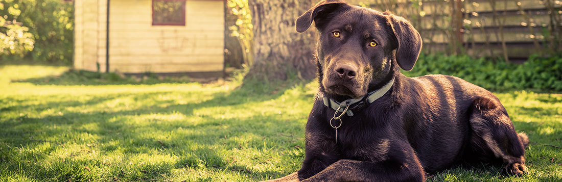 
A mat, a dog belt and a dog sitting - From A Dog's View In-Home Training