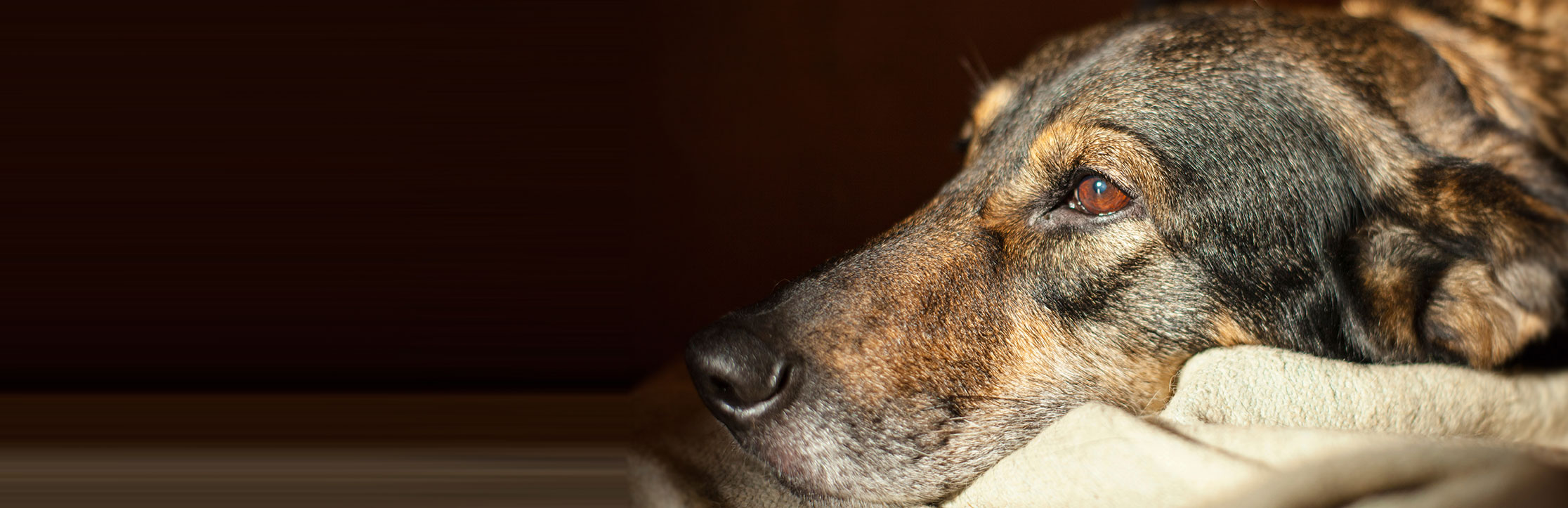 
A dog with anxiety - From A Dog's View Behavioural Consultations