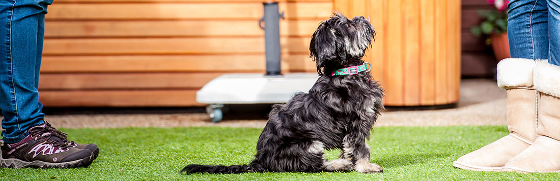 A puppy getting private training lessons - From a Dog’s View