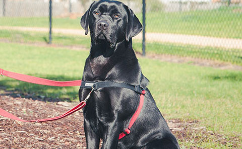 
The black dog balance harness - From A Dog's View