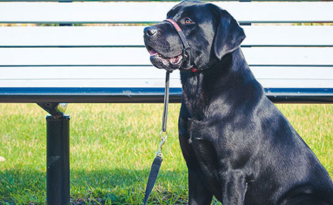 
Head Halter with a black dog - From A Dog's View