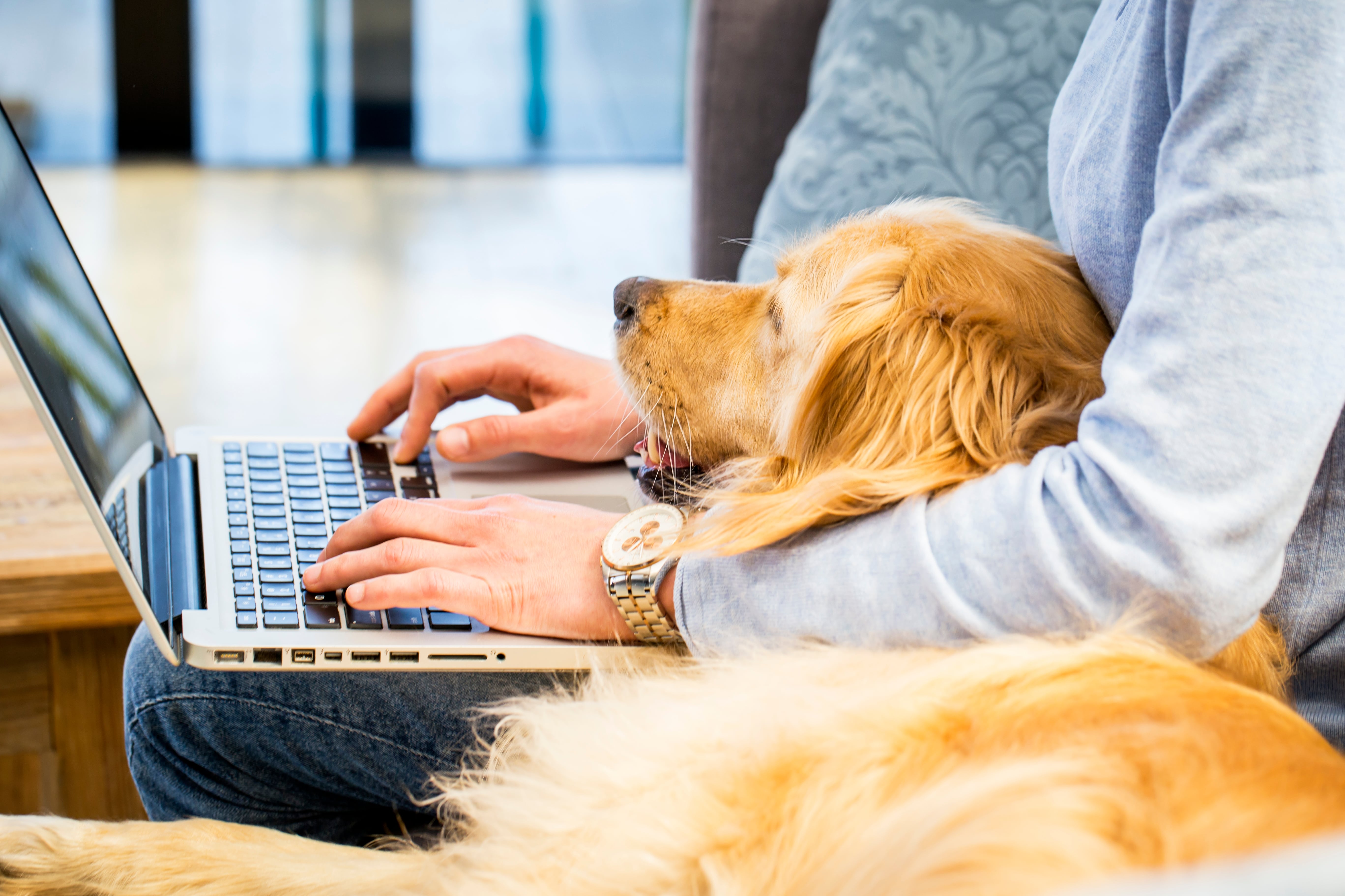 A dog taking virtual classes with the owner - From A Dog's View